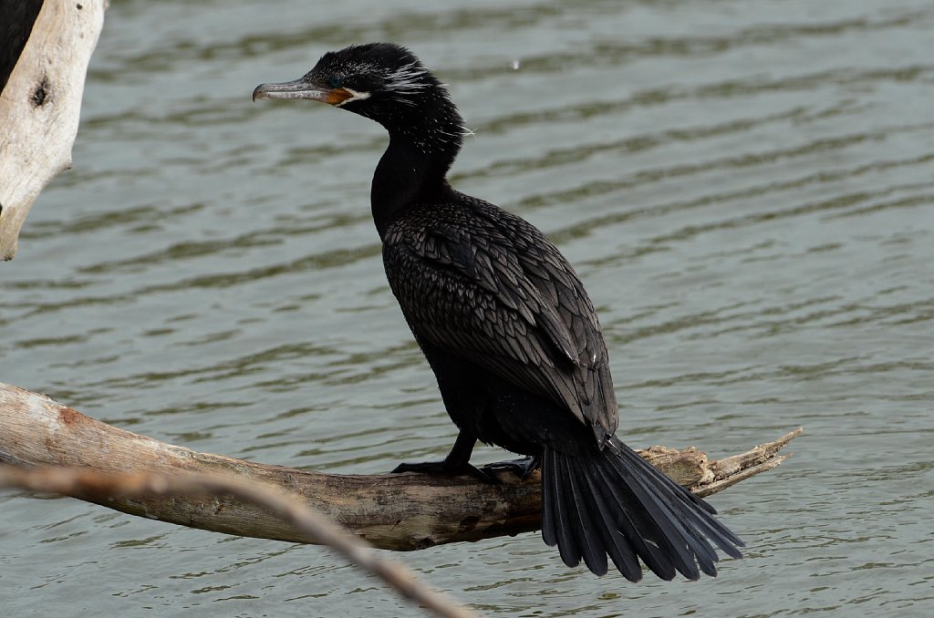 Cormorant, Neotropic, 2012-12280047 Brownsville, TX.JPG - Neotropic Cormorant. Brownsville, TX, 12-28-2012